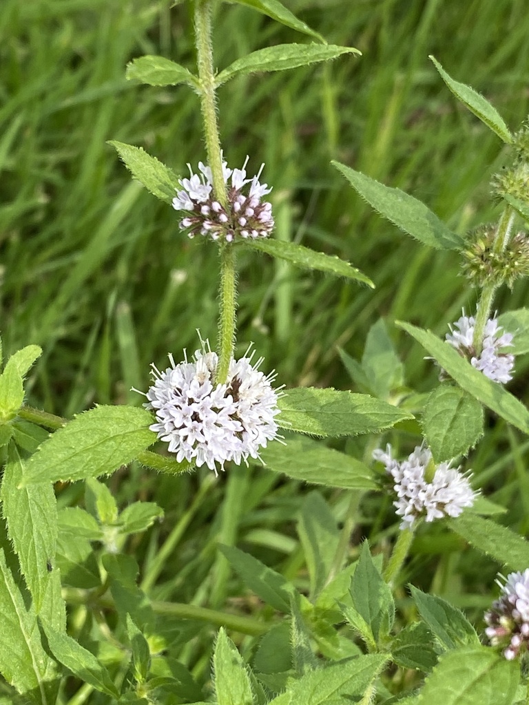 Canada mint from Old Rail Ln, Scugog, ON, CA on August 14, 2023 at 04