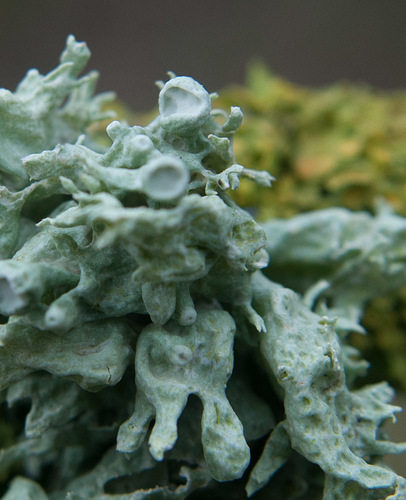 Lygiajuostė ramalina nuotrauka