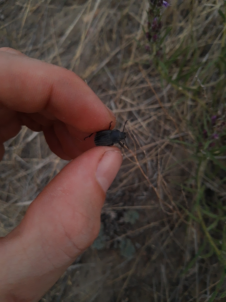 Threeribbed Darkling Beetle from Aden, AB T0K 0A0, Canada on August 8