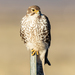 Prairie Falcon - Photo (c) Lee Hoy, all rights reserved