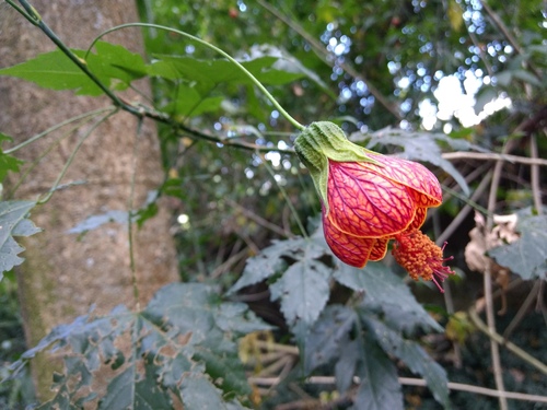 Callianthe image