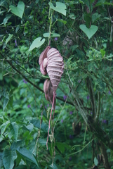 Aristolochia grandiflora image