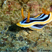 Chromodoris - Photo (c) tamsynmann, all rights reserved, uploaded by tamsynmann
