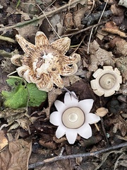 Earth Star