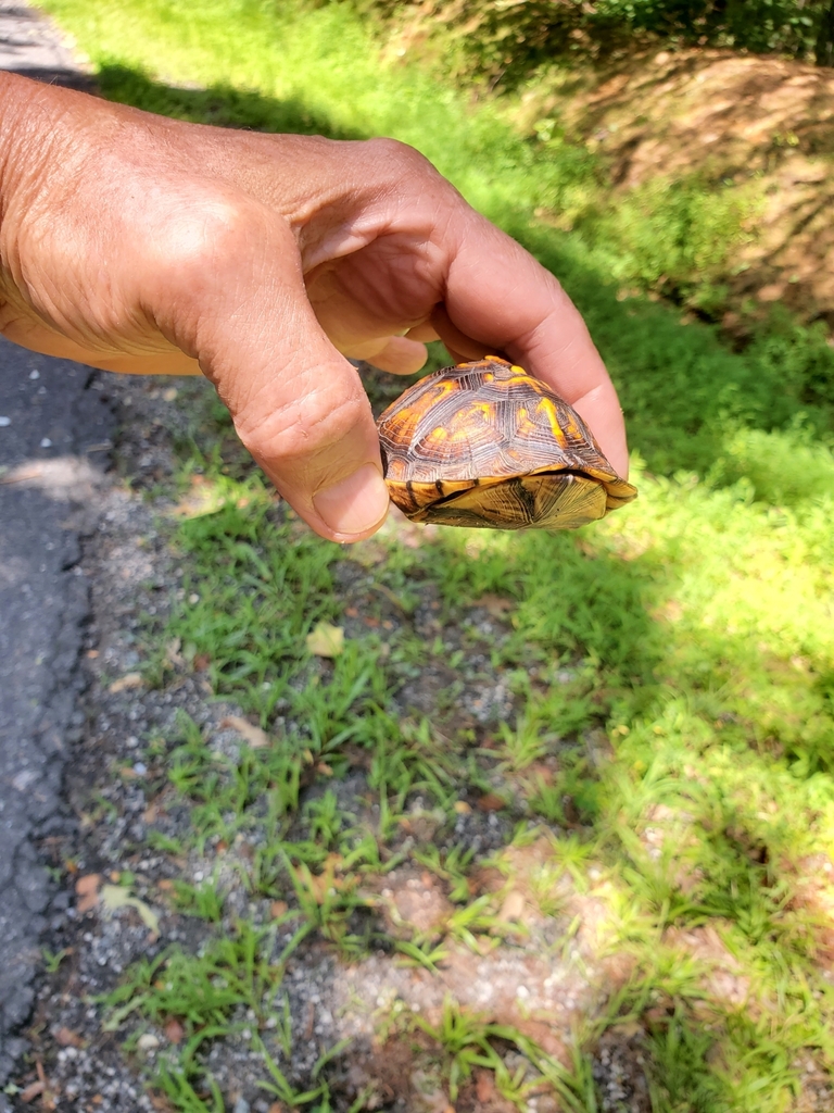 Common Box Turtle in August 2023 by Mitch Covington · iNaturalist