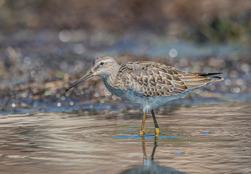 Stilt Sandpiper