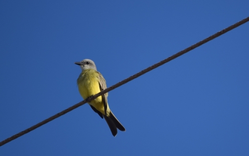 Western Kingbird (Tyrannus verticalis)
