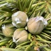 Juniperus formosana - Photo (c) 柯耀源, todos los derechos reservados, subido por 柯耀源