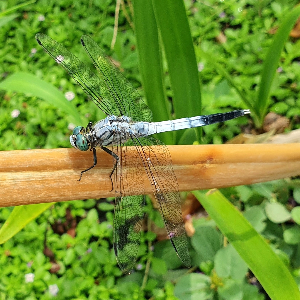 orthetrum-albistylum-speciosum-from-2-2-yoyogikamizonoch-shibuya-city