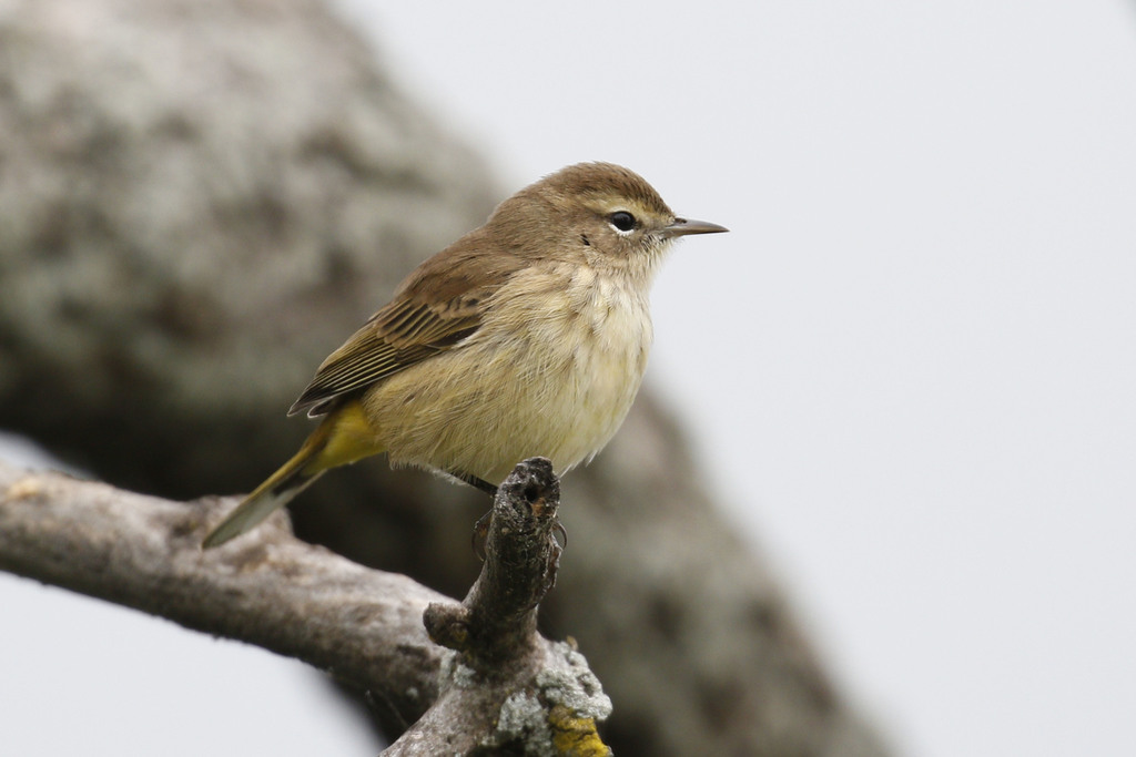 Palm Warbler (Birds of San Mateo County) · iNaturalist