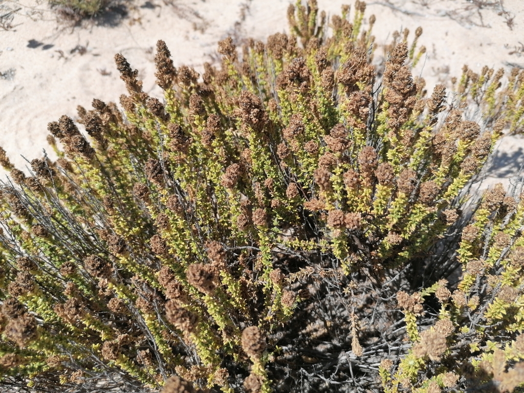 Portuguese Thyme from 8135162 Almancil, Portugal on August 15, 2023 at