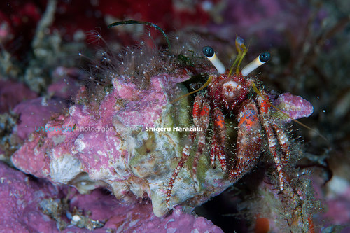 Hydractinia epiconcha