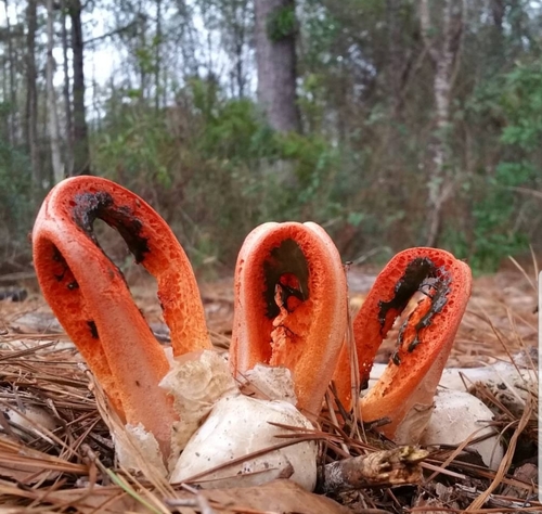 column stinkhorn
