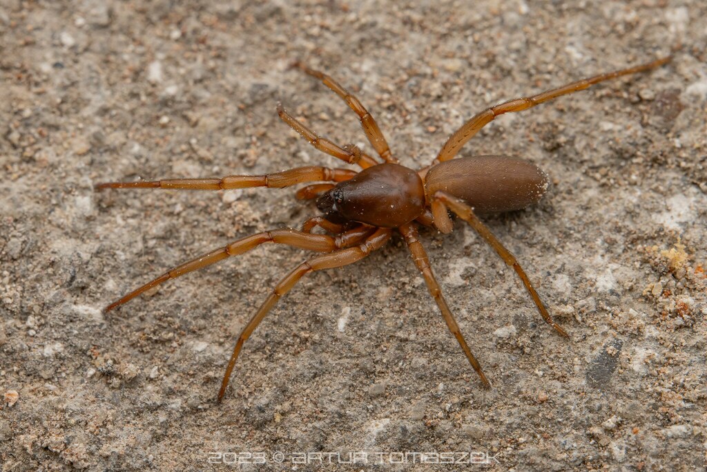 Harpactea rubicunda in July 2023 by Artur Tomaszek · iNaturalist