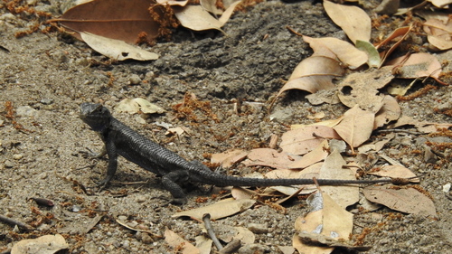 iNaturalist observation photo of Western Fence Lizard