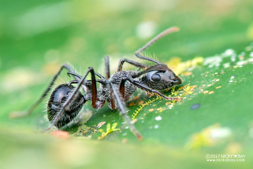 叉多刺蚁Polyrhachis furcata
