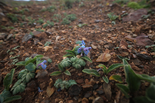 Corydalis zadoiensis