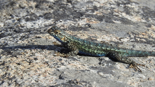 iNaturalist observation photo of Western Fence Lizard