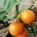 Solanum pseudolulo - Photo (c) Nicol Arango, todos os direitos reservados, uploaded by Nicol Arango