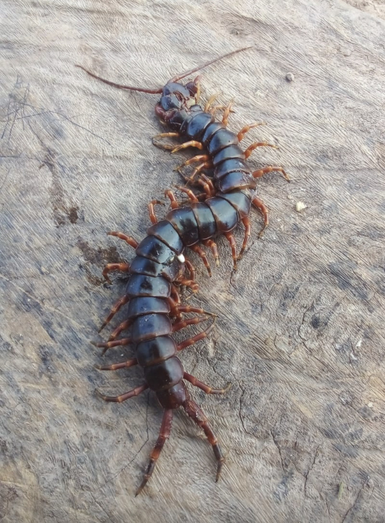 Amazonian Giant Centipede from Agustín Codazzi, Agustín Codazzi, Cesar