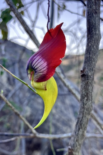 Crotalaria grevei