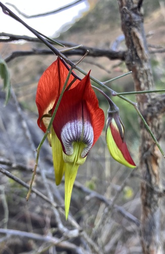 Crotalaria grevei