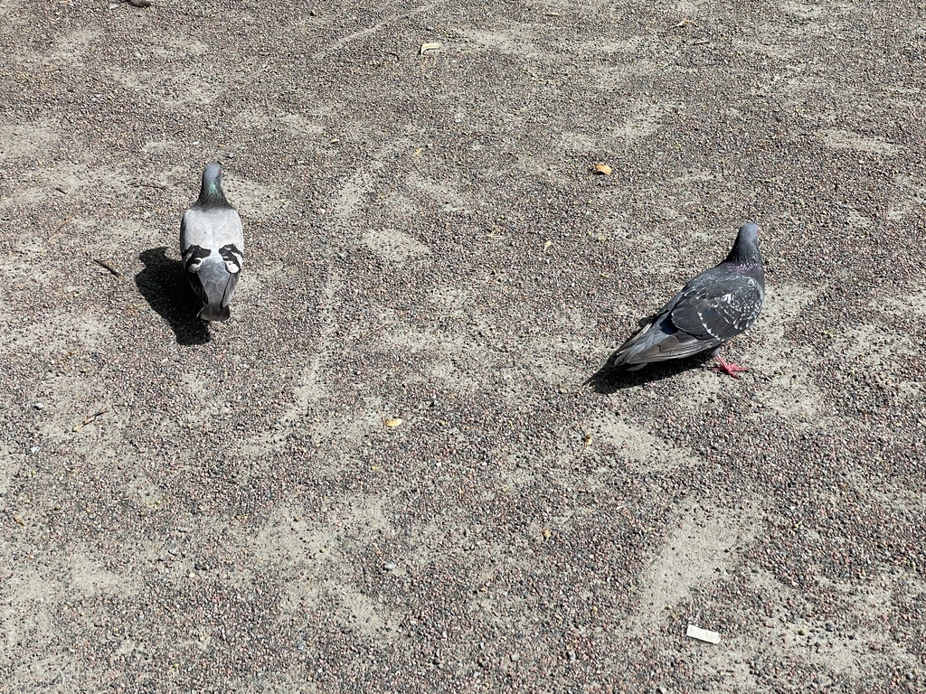 Rock Pigeon from Kung Oscars väg, Malmö, M, SE on July 30, 2023 at 12: ...