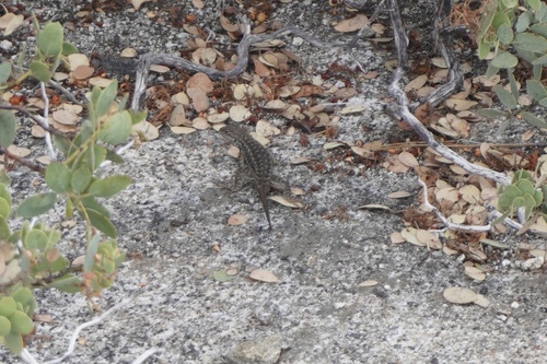 iNaturalist observation photo of Western Fence Lizard