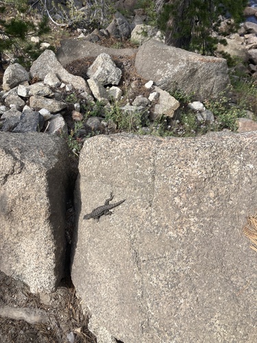 iNaturalist observation photo of Western Fence Lizard