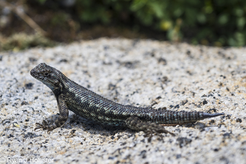 iNaturalist observation photo of Western Fence Lizard