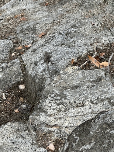 iNaturalist observation photo of Western Fence Lizard