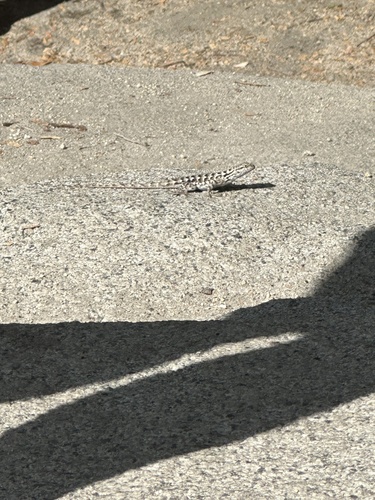 iNaturalist observation photo of Western Fence Lizard