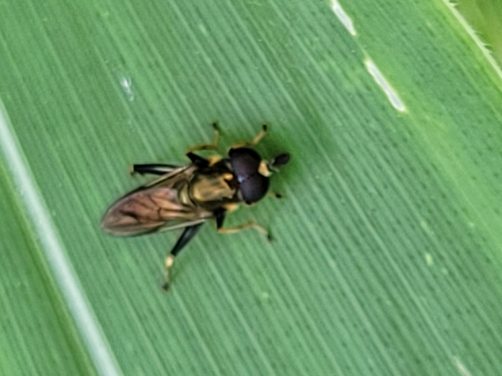 Forest Fly Insect Brown-toed Forest Fly from Gardiner, ME 04359, USA on August 14, 2023 ...