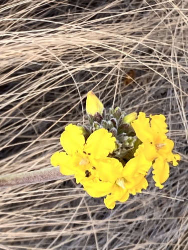Pachypodium densiflorum