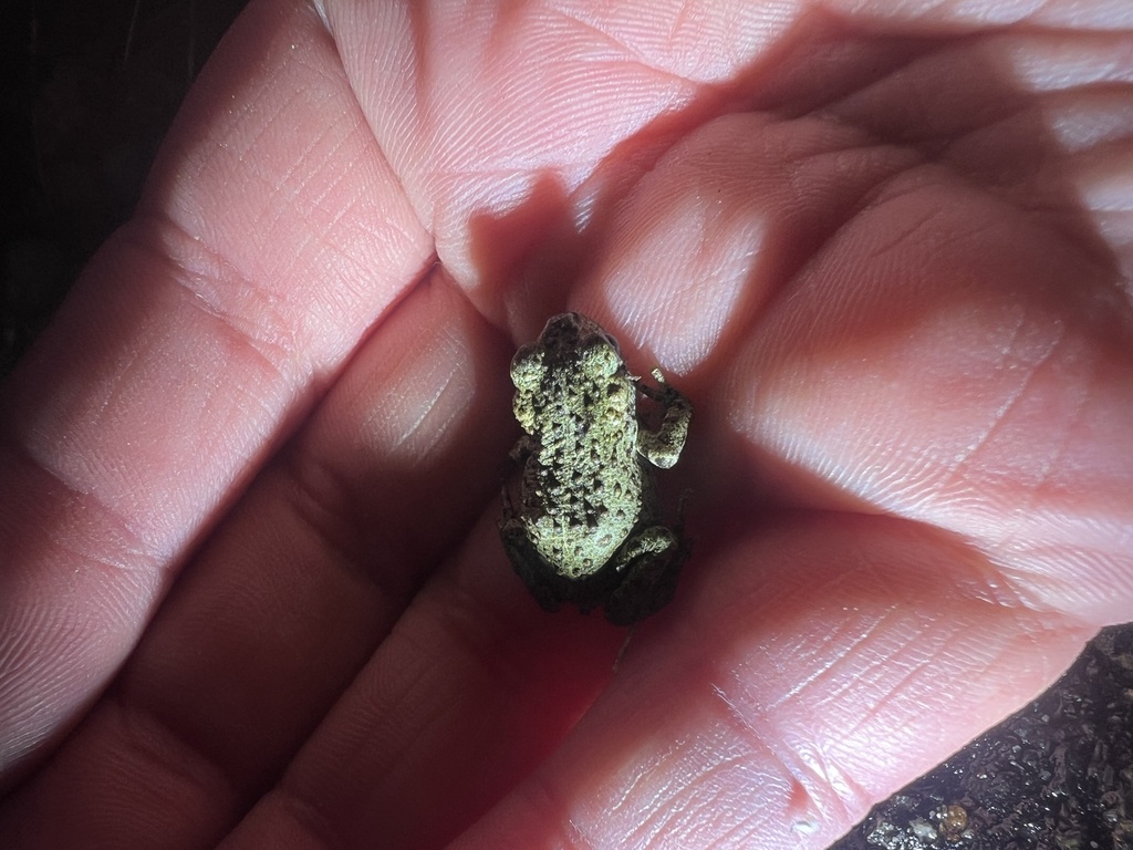 Western Toad from Canyon Ferry Rd, Helena, MT, US on August 9, 2023 at ...