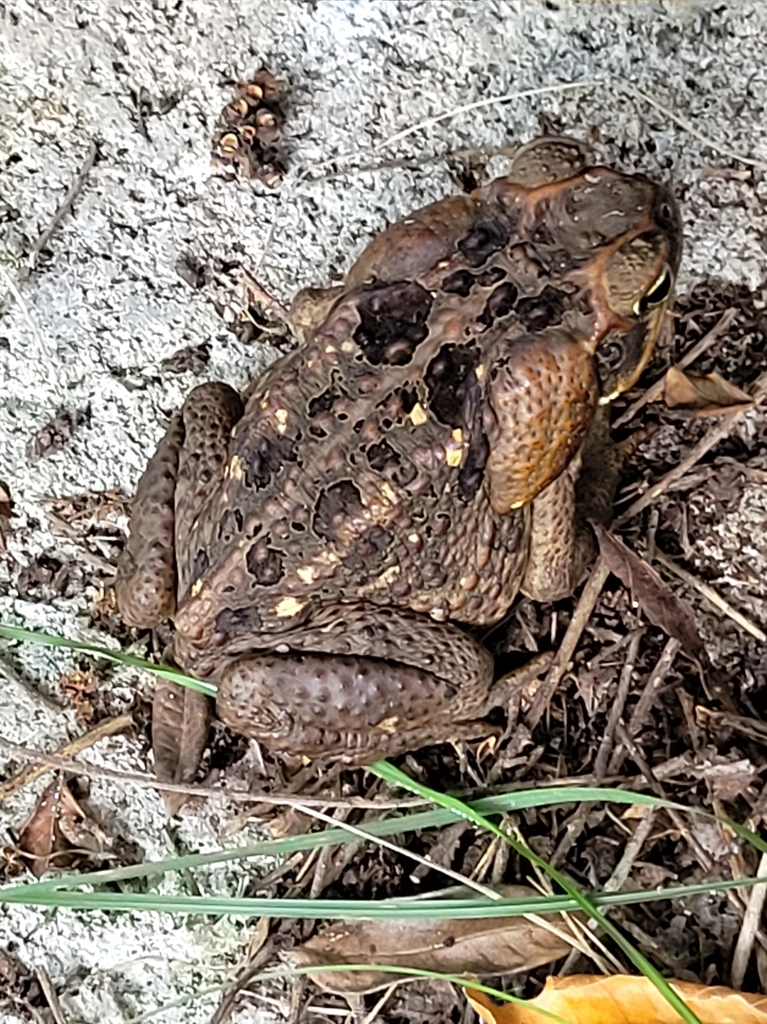 Cane Toad from St. James Parish, Jamaica on August 12, 2023 at 10:44 AM ...