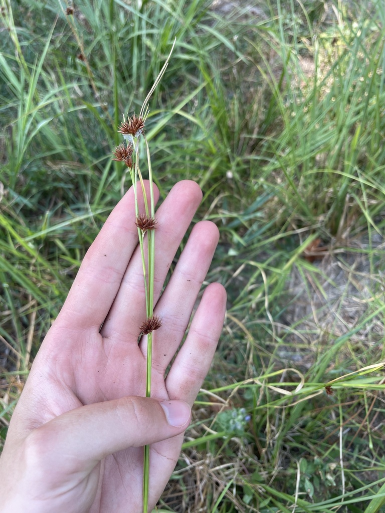 Beaksedges from Huffman, Huffman, TX, US on August 15, 2023 at 11:26 AM ...