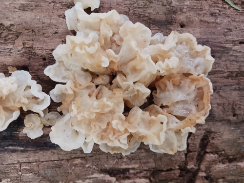 white jelly fungus