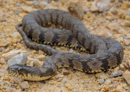 Diamondback Watersnake