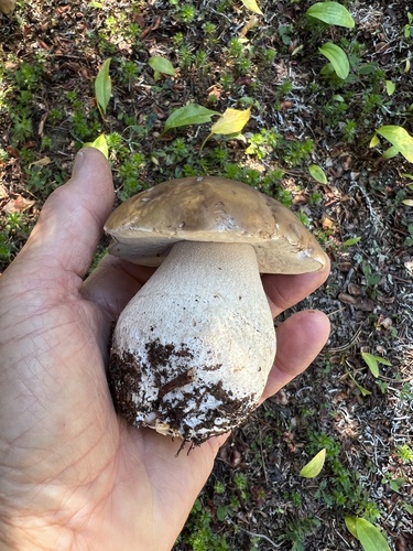 Boletus edulis (Photo 2 of 7)