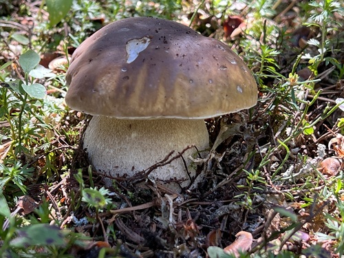Boletus edulis (Photo 3 of 7)
