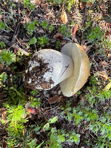 Boletus edulis (Photo 5 of 7)