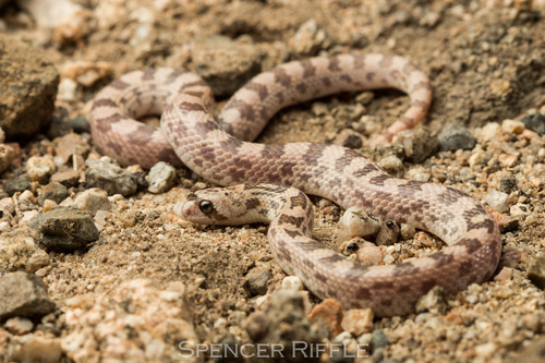 Western Leaf-nosed Snake