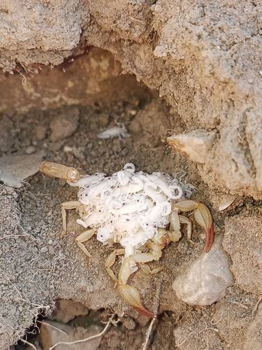 Northern Scorpion
