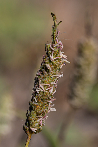 Neostapfia colusana