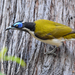 Blue-faced Honeyeater - Photo (c) nick_rogers, all rights reserved