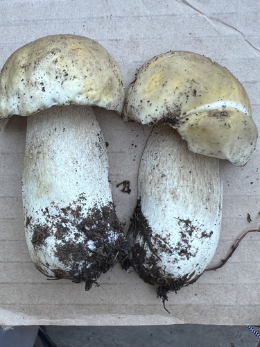 Boletus edulis (Photo 6 of 7)