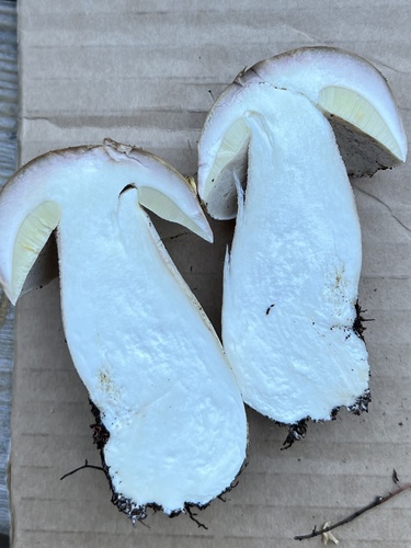 Boletus edulis (Photo 7 of 7)