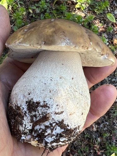 Boletus edulis