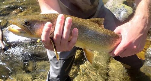 Brook × Bull Trout (Hybrid Salvelinus confluentus × fontinalis ...